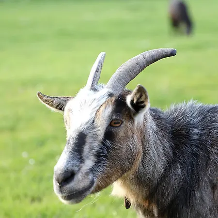 Bett In't Kornfeld - Bauernhof 